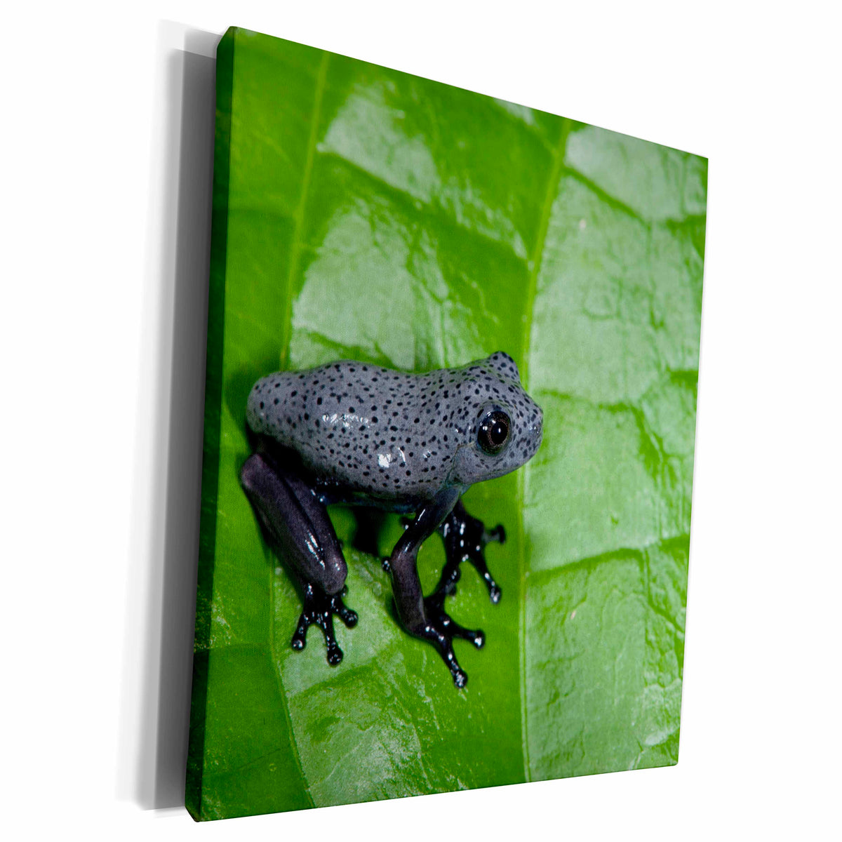 3dRose Map Tree Frog juvenile, Yasuni, Amazon, Ecuador. - Museum Grade Canvas Wrap (cw_228885)