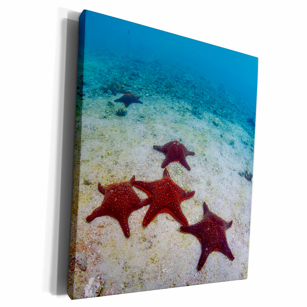 3dRose Panamic Cushion Star, Pentaceraster cummingi,... - Museum Grade Canvas Wrap (cw_228982)