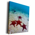 3dRose Panamic Cushion Star, Pentaceraster cummingi,... - Museum Grade Canvas Wrap (cw_228982)