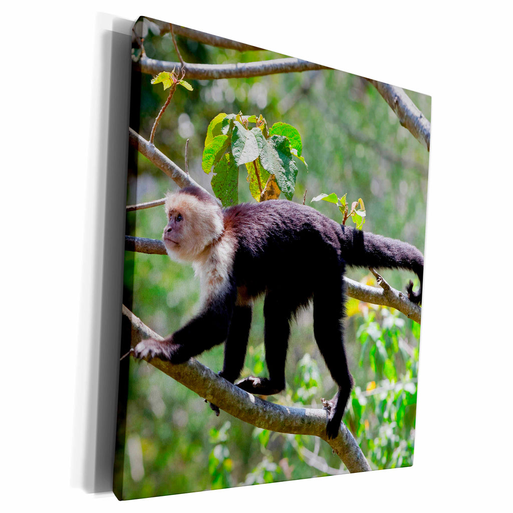 3dRose White headed capuchin, Cebus capucinus, monkey, Costa... - Museum Grade Canvas Wrap (cw_229302)