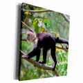 3dRose White headed capuchin, Cebus capucinus, monkey, Costa... - Museum Grade Canvas Wrap (cw_229302)