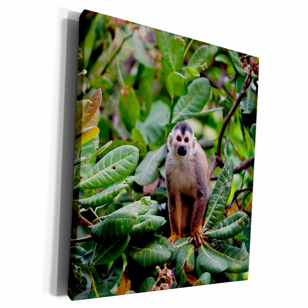 3dRose Central American squirrel monkeys, Manuel Antonio,... - Museum Grade Canvas Wrap (cw_229311)