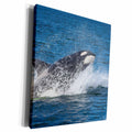 3dRose Alaska. Orca whale breaching. - Museum Grade Canvas Wrap (cw_229399)