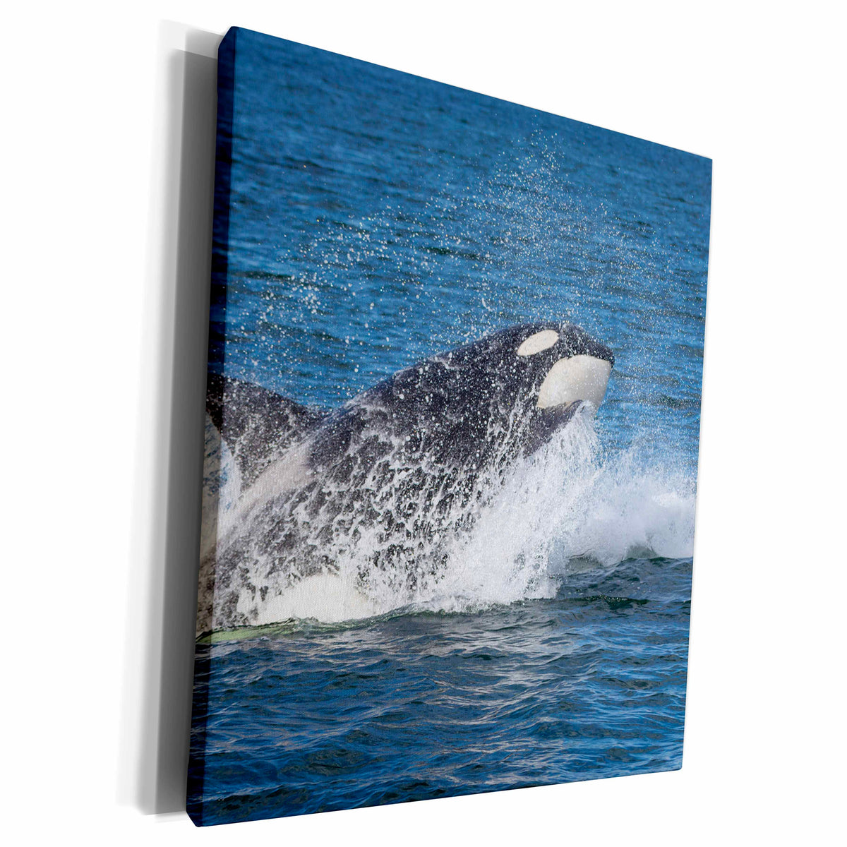 3dRose Alaska. Orca whale breaching. - Museum Grade Canvas Wrap (cw_229399)