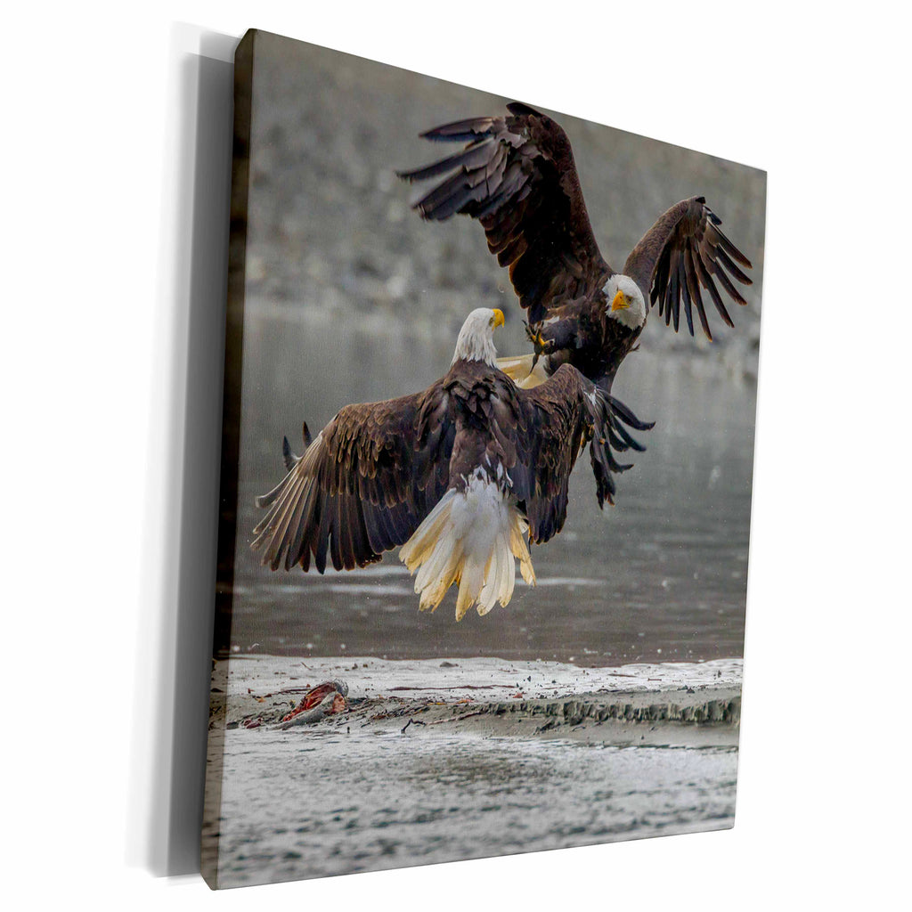 3dRose Alaska, Chilkat Bald Eagle Preserve. Bald eagles... - Museum Grade Canvas Wrap (cw_229424)