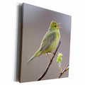 3dRose Orange crowned Warbler Singing - Museum Grade Canvas Wrap (cw_229484)