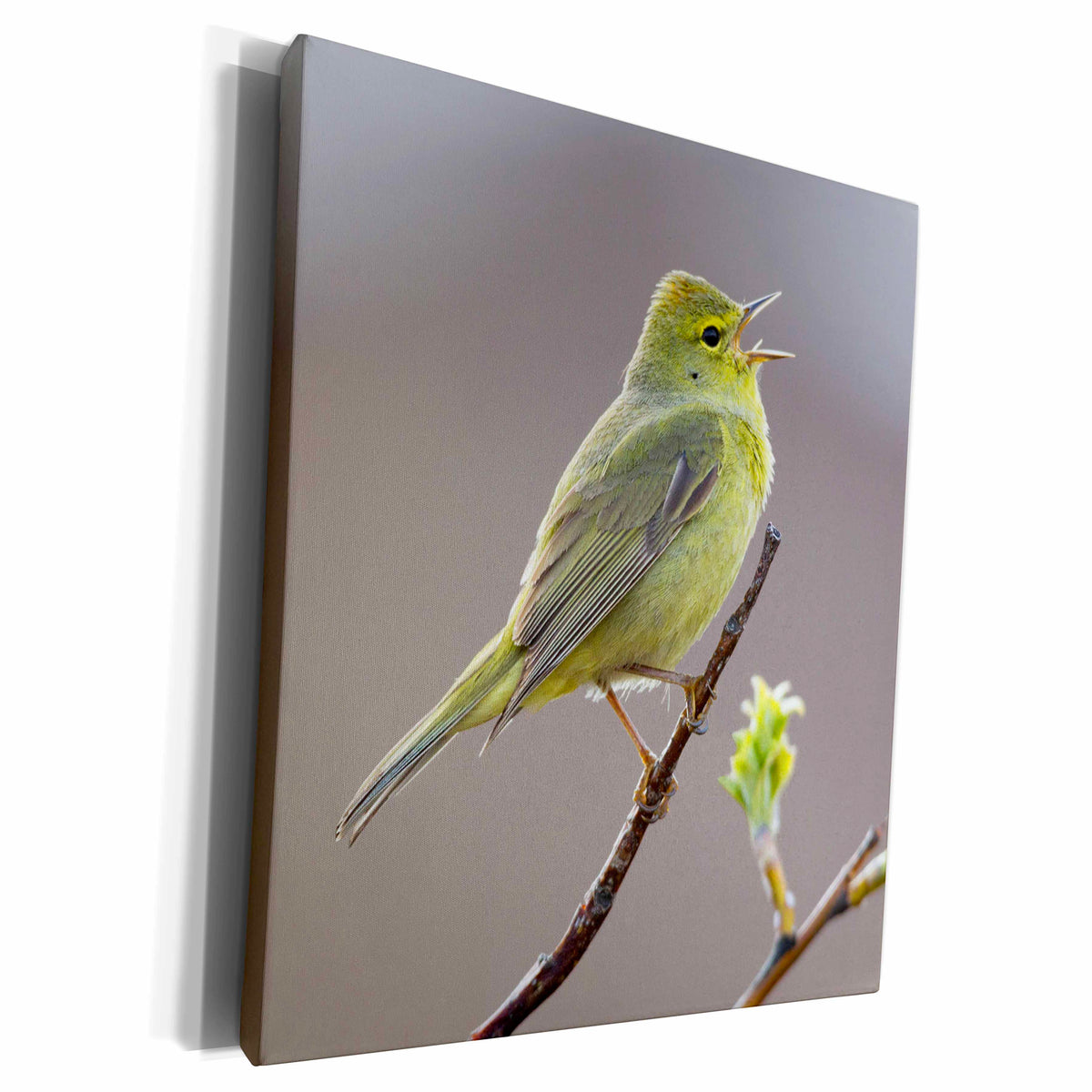 3dRose Orange crowned Warbler Singing - Museum Grade Canvas Wrap (cw_229484)