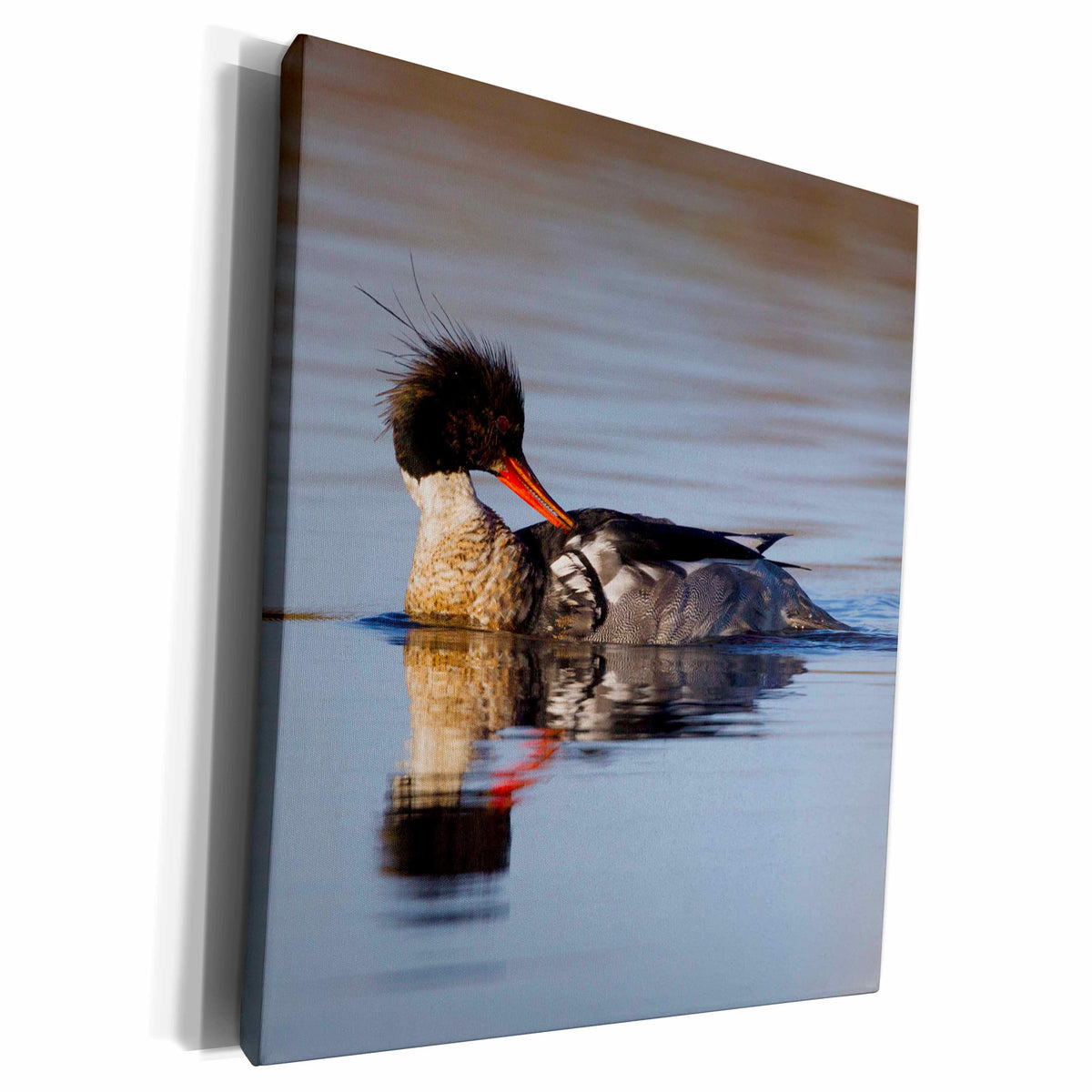 3dRose Red breasted Merganser Preening - Museum Grade Canvas Wrap (cw_229487)