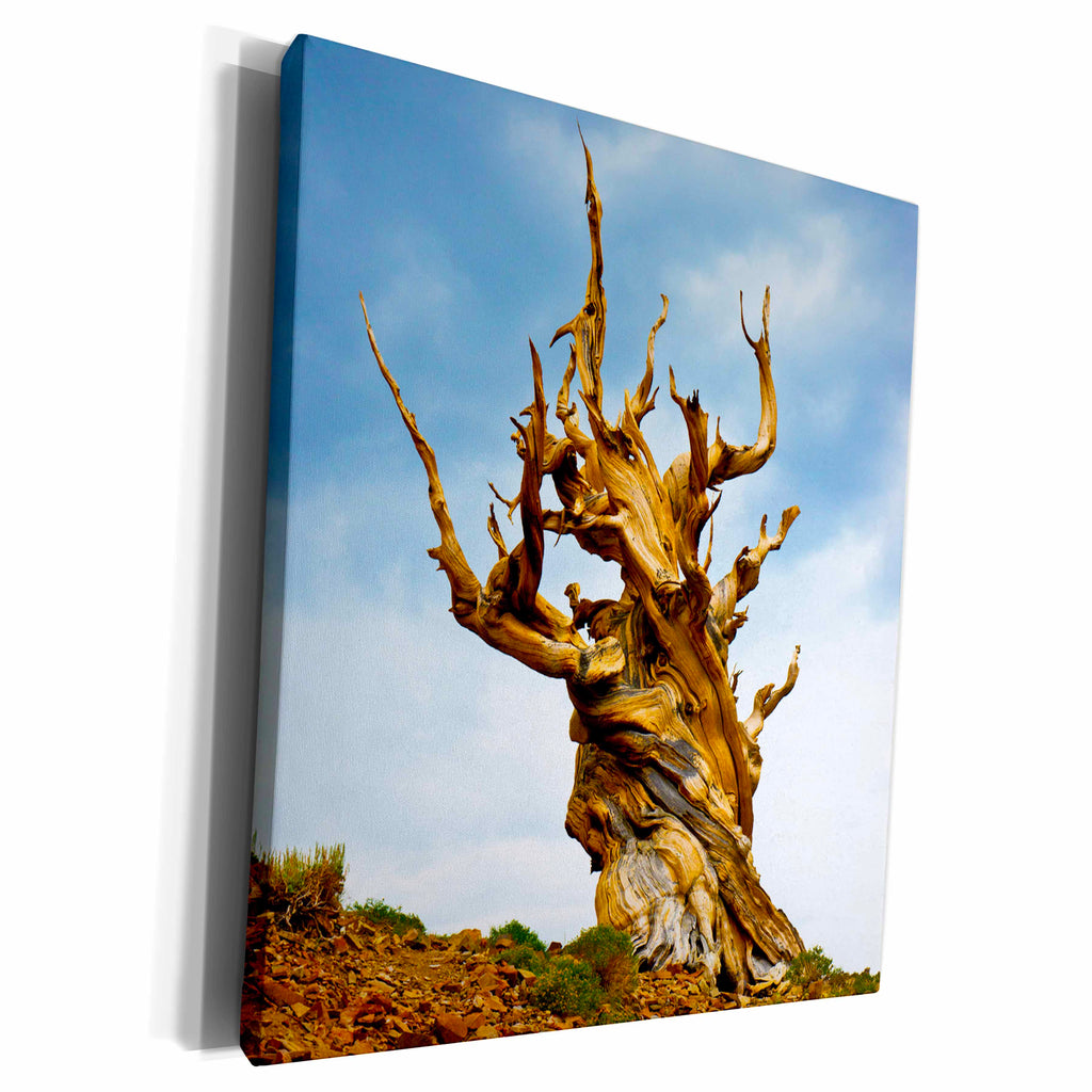 3dRose California, Ancient Bristlecone Pine, Discovery... - Museum Grade Canvas Wrap (cw_229847)