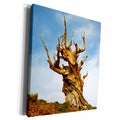 3dRose California, Ancient Bristlecone Pine, Discovery... - Museum Grade Canvas Wrap (cw_229847)