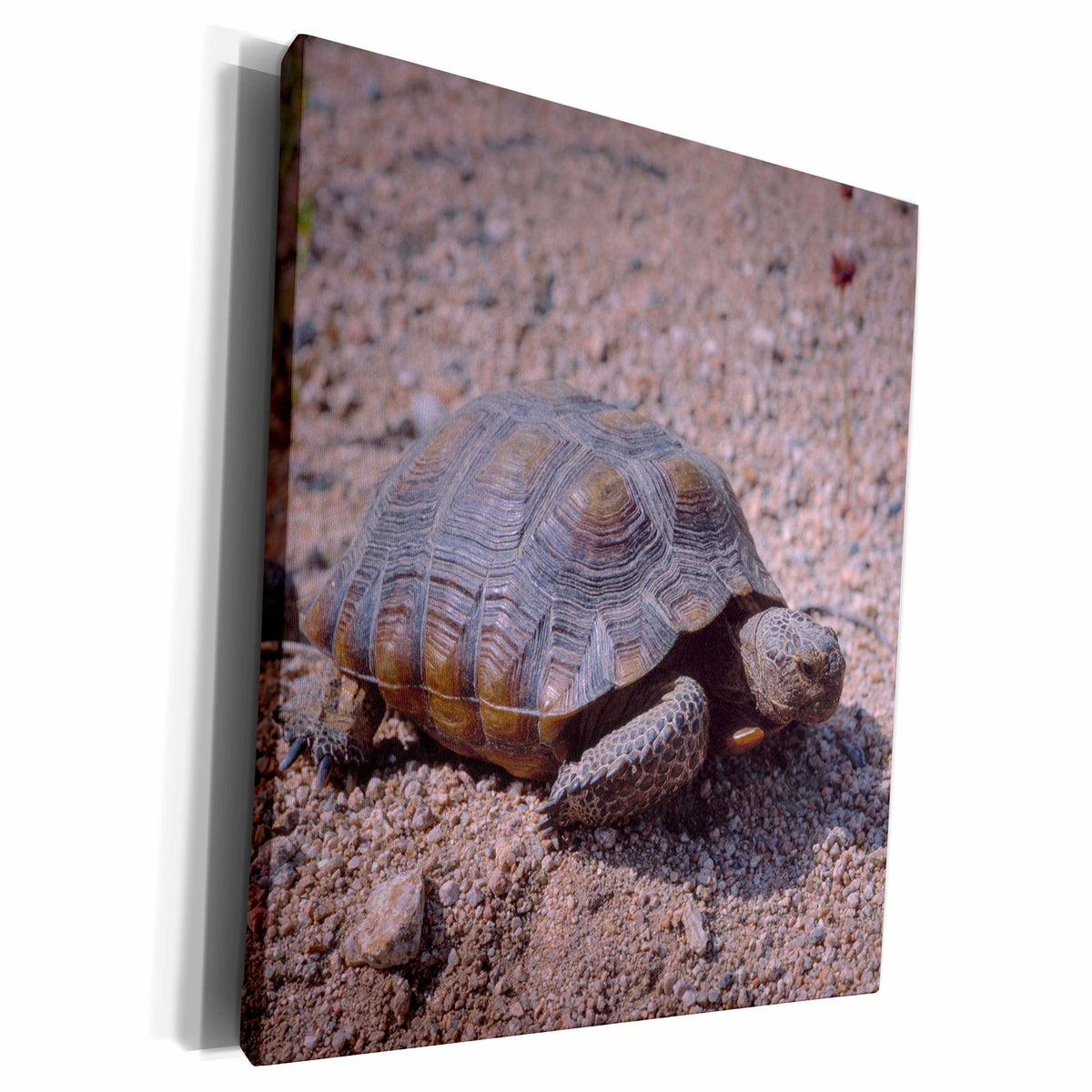 3dRose Endangered desert tortoise, in Joshua Tree National... - Museum Grade Canvas Wrap (cw_230118)