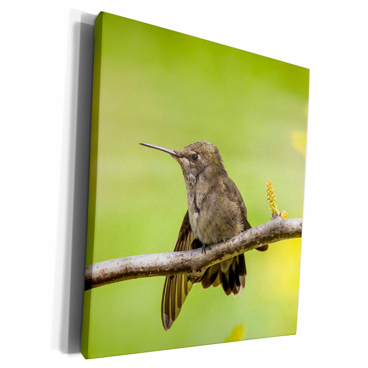 3dRose Annas Hummingbird at rest. Perched on the branch - Museum Grade Canvas Wrap (cw_230179)