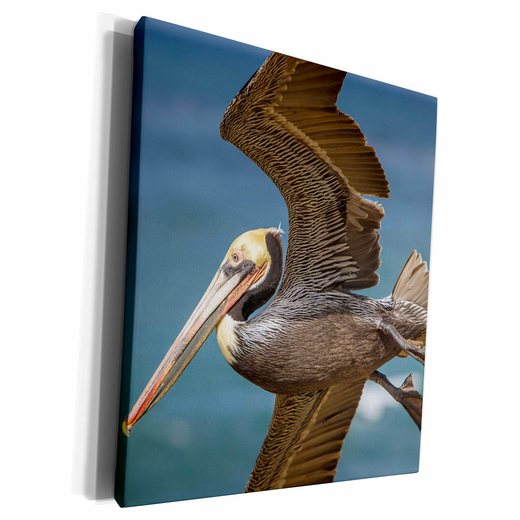 3dRose La Jolla Cove-Brown Soaring above the Pacific - Museum Grade Canvas Wrap (cw_230182)