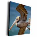 3dRose La Jolla Cove-Brown Soaring above the Pacific - Museum Grade Canvas Wrap (cw_230182)
