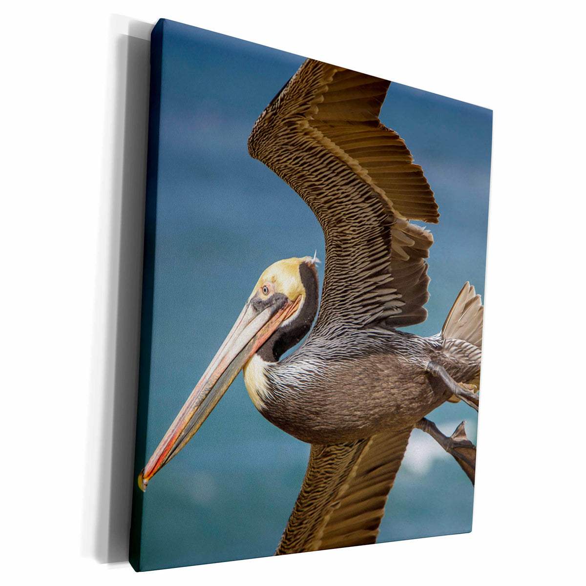 3dRose La Jolla Cove-Brown Soaring above the Pacific - Museum Grade Canvas Wrap (cw_230182)