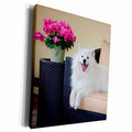 3dRose American Eskimo lying on patio couch - Museum Grade Canvas Wrap (cw_230283)
