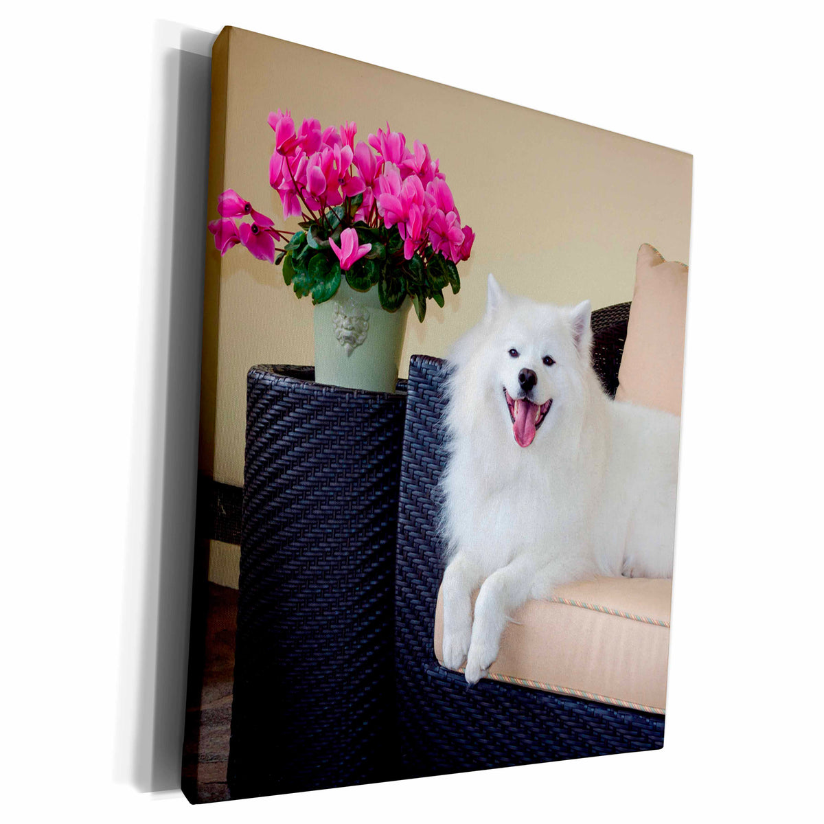 3dRose American Eskimo lying on patio couch - Museum Grade Canvas Wrap (cw_230283)
