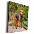 3dRose Airedale Terrier standing by juniper bush - Museum Grade Canvas Wrap (cw_230293)