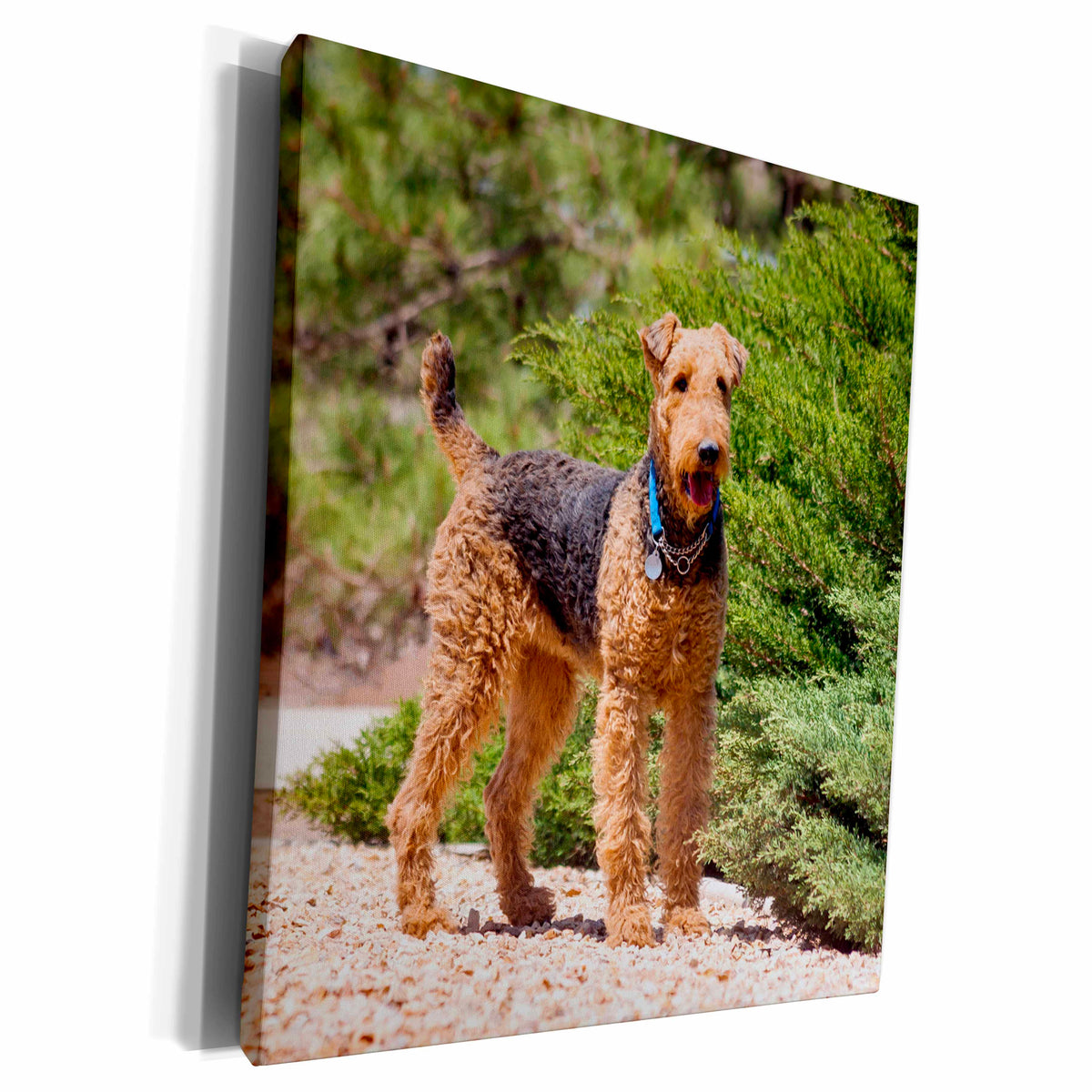 3dRose Airedale Terrier standing by juniper bush - Museum Grade Canvas Wrap (cw_230293)