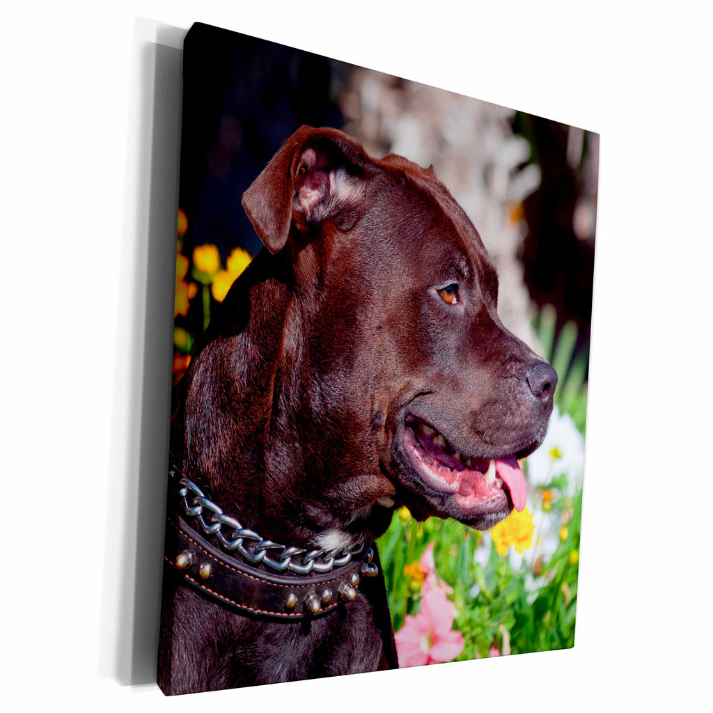 3dRose Danita Delimont - Dogs - American Pit Bull - Museum Grade Canvas Wrap (cw_230309)