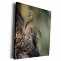 3dRose Eastern Gray Squirrel, or grey squirrel Barrier... - Museum Grade Canvas Wrap (cw_230579)