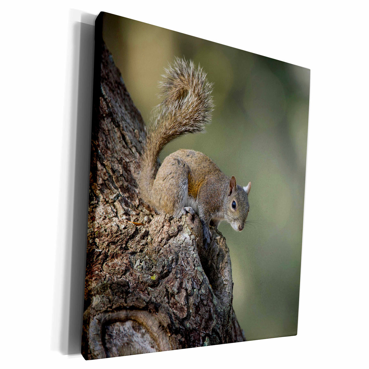 3dRose Eastern Gray Squirrel, or grey squirrel Barrier... - Museum Grade Canvas Wrap (cw_230579)