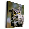 3dRose USA, Montana, Kalispell. Great horned owl - Museum Grade Canvas Wrap (cw_231063)
