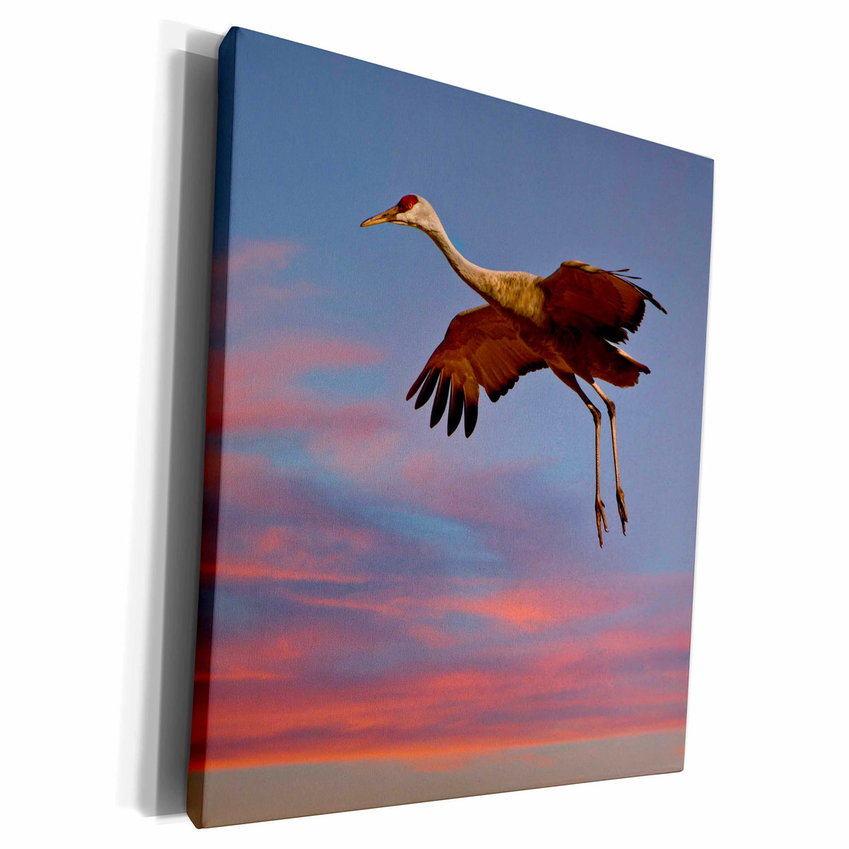 3dRose Sandhill Crane landing at sunset - Museum Grade Canvas Wrap (cw_231285)