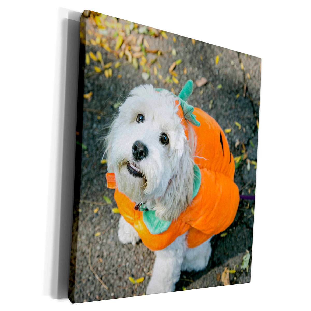 3dRose Pet Halloween contest at Thompkins Square Park, New... - Museum Grade Canvas Wrap (cw_231348)