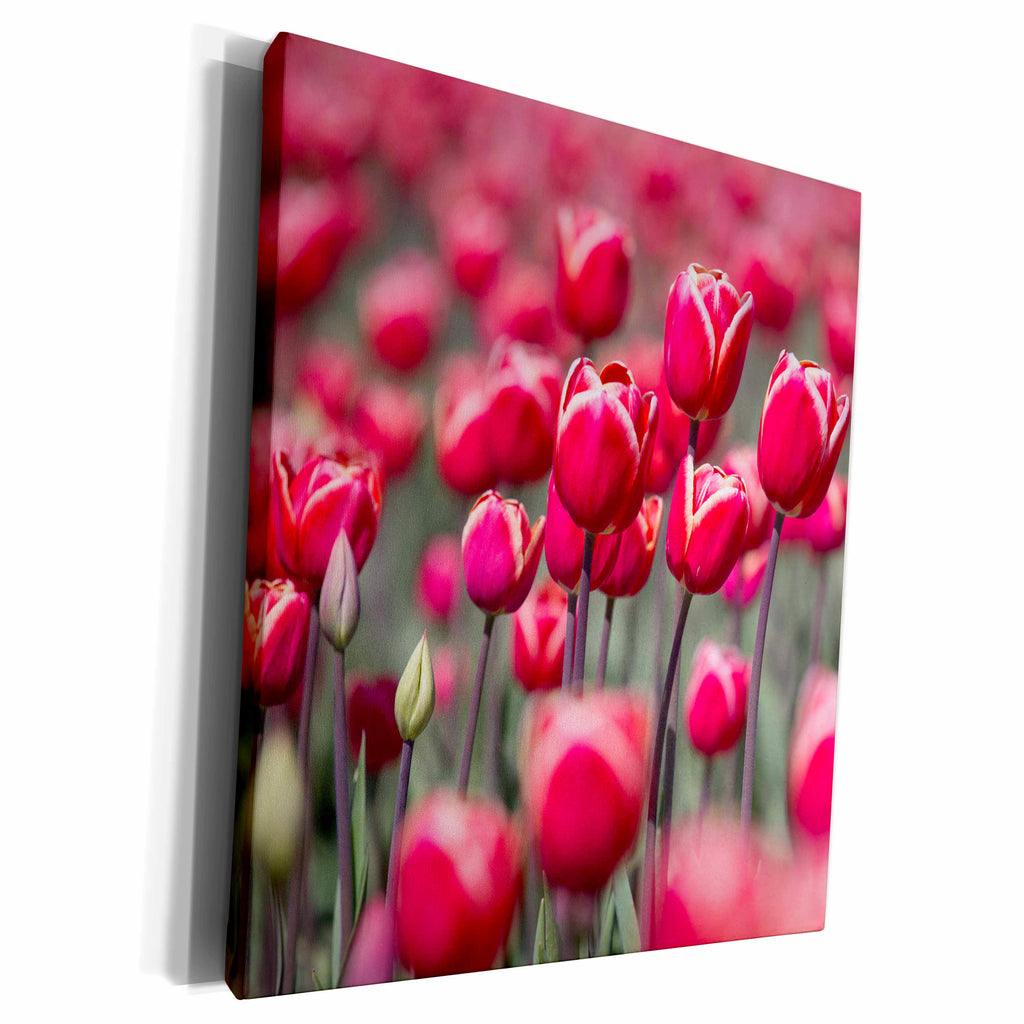3dRose Usa, Washington State, Mount Vernon, tulips blooming - Museum Grade Canvas Wrap (cw_231730)