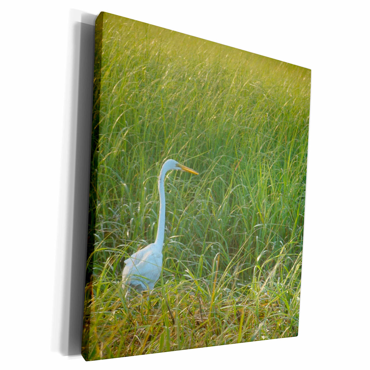 3dRose Ann Euell Birds - Egret - Museum Grade Canvas Wrap (cw_23237)