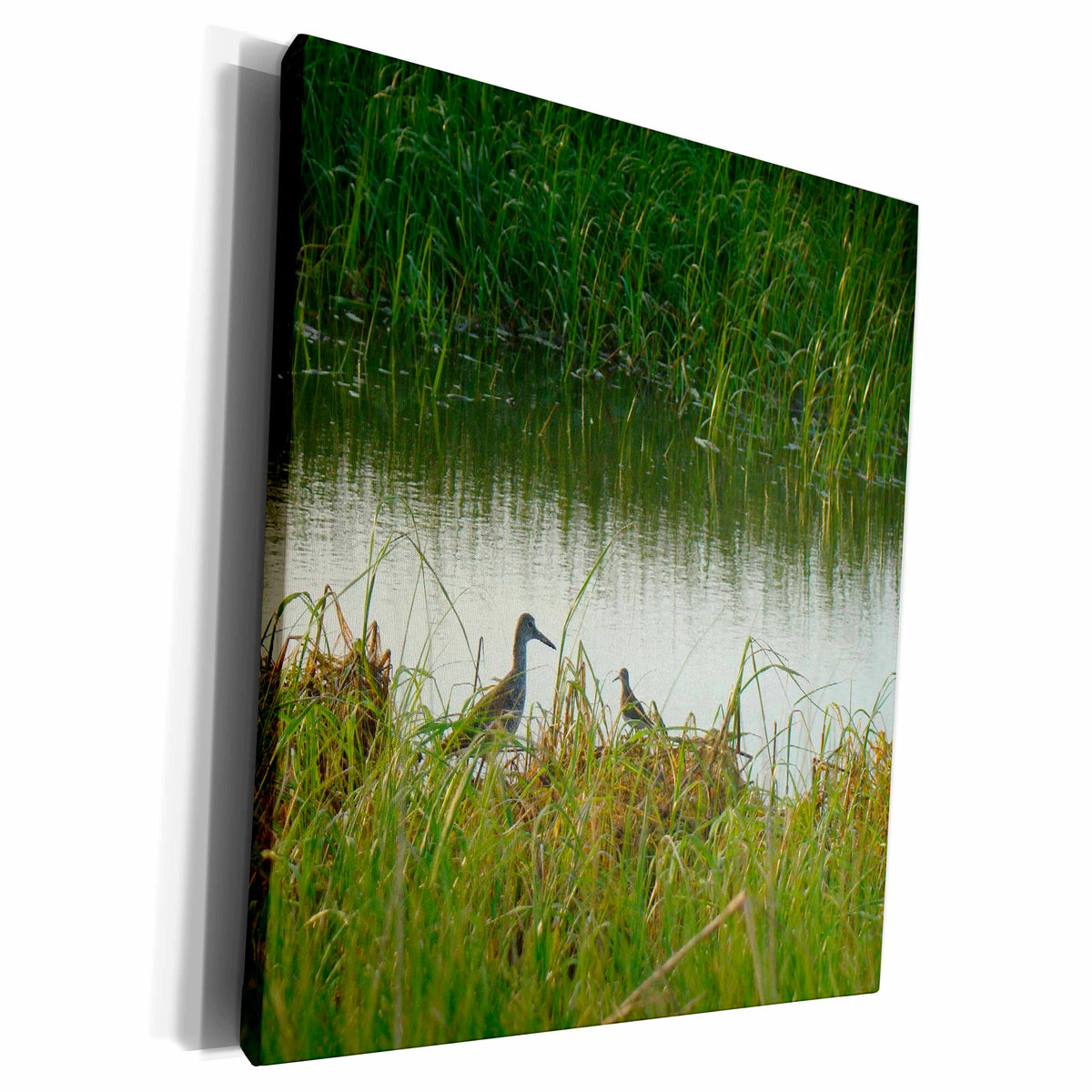 3dRose Ann Euell Birds - Sandpiper - Museum Grade Canvas Wrap (cw_23238)