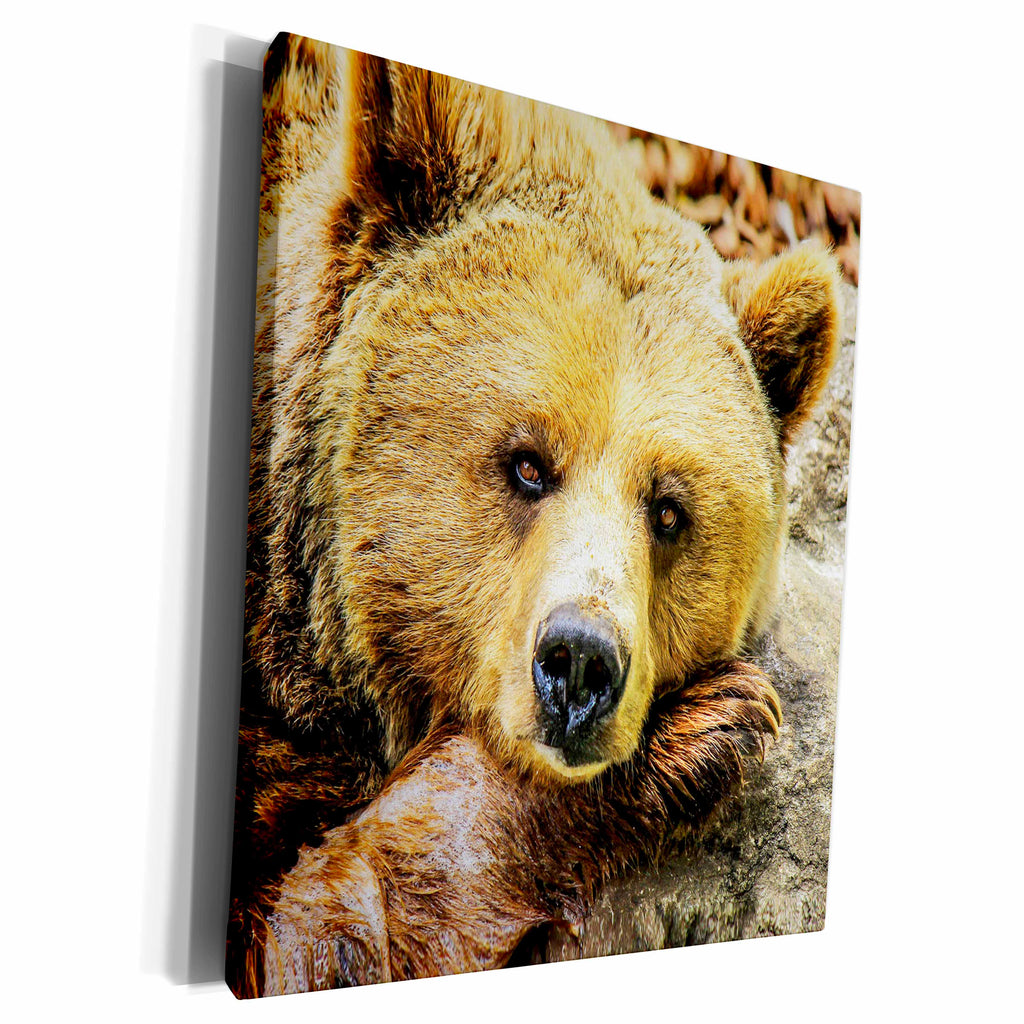 3dRose RinaPiro - Wild Animals - Brown bear. - Museum Grade Canvas Wrap (cw_232811)