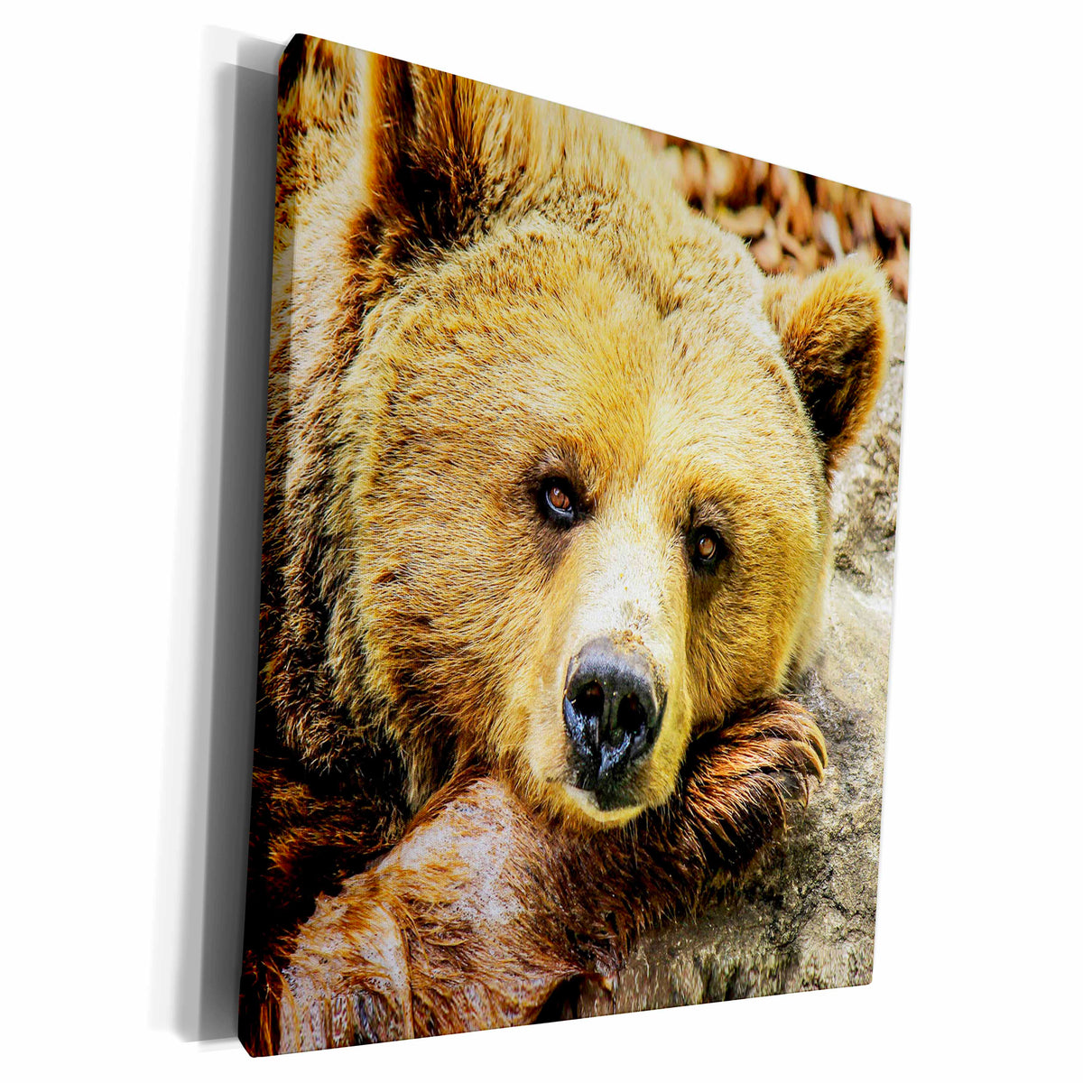 3dRose RinaPiro - Wild Animals - Brown bear. - Museum Grade Canvas Wrap (cw_232811)