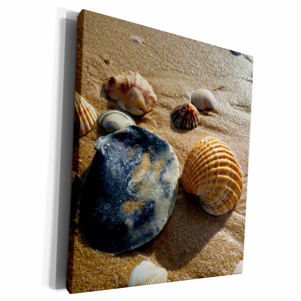 3dRose Image of Seashells from Algarve Portugal - Museum Grade Canvas Wrap (cw_233959)