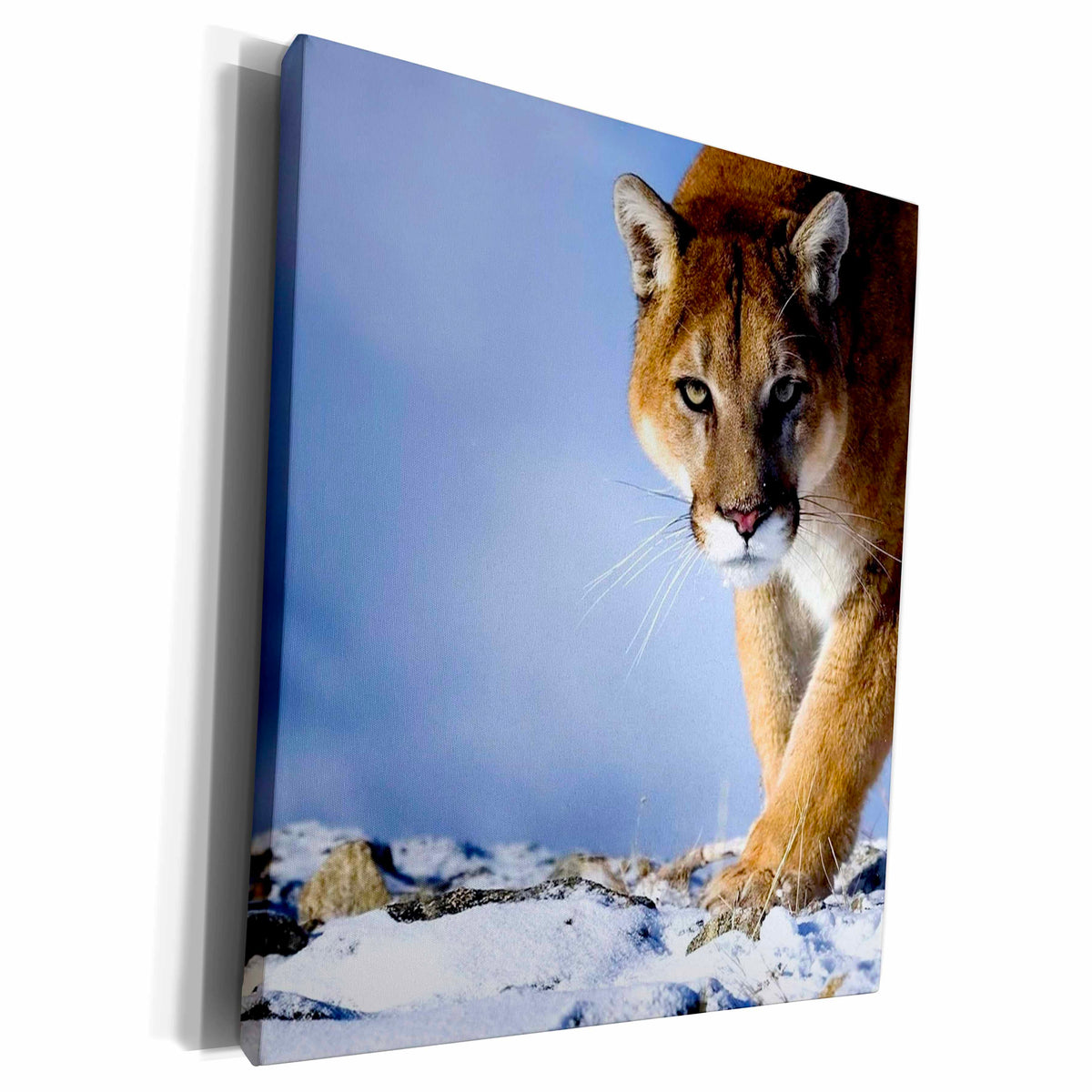 3dRose TNMGraphics Animals - Cougar - Museum Grade Canvas Wrap (cw_23424)