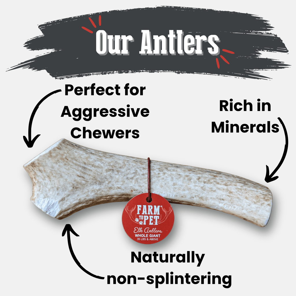 Elk Antler Dog Chews | All-Natural Whole and Split Elk Antler Chews for Dogs