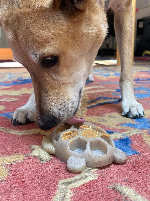 Turtle Nylon Chew Toy - Ultra-Durable Enrichment Toy for Power Chewers USA