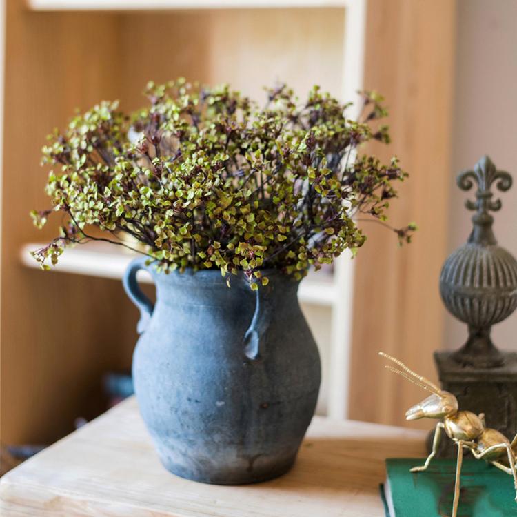 Erysimum Flower Plant Bundle 11" Tall